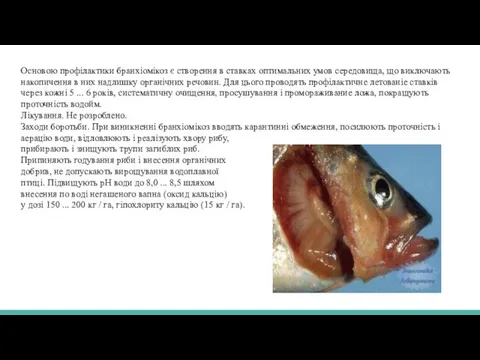 Основою профілактики бранхіомікоз є створення в ставках оптимальних умов середовища, що