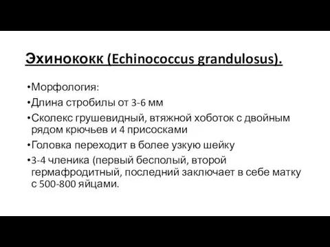 Эхинококк (Echinococcus grandulosus). Морфология: Длина стробилы от 3-6 мм Сколекс грушевидный,