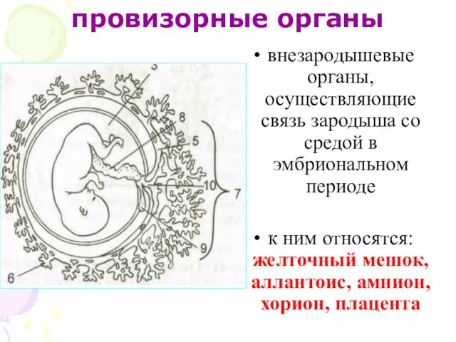 провизорные органы внезародышевые органы, осуществляющие связь зародыша со средой в эмбриональном