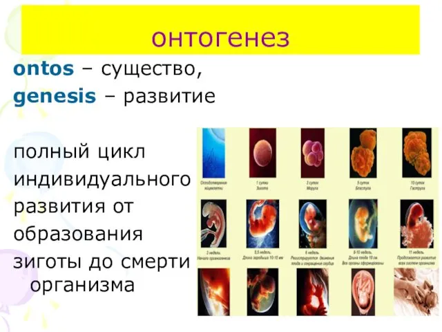 онтогенез ontos – существо, genesis – развитие полный цикл индивидуального развития