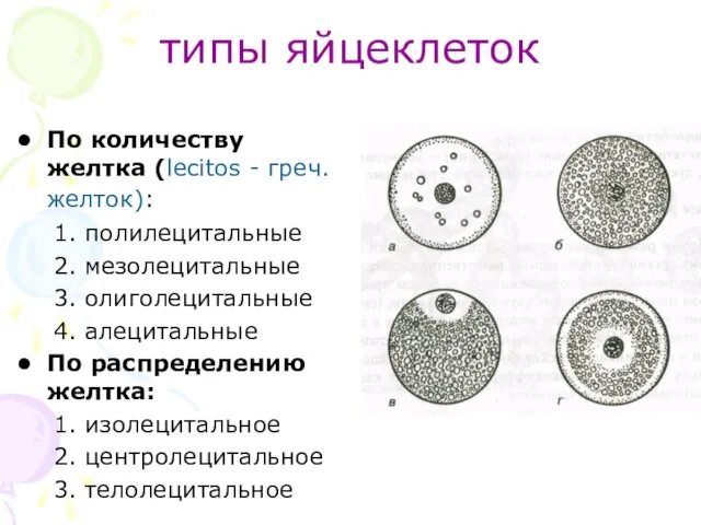 типы яйцеклеток По количеству желтка (lecitos - греч. желток): 1. полилецитальные