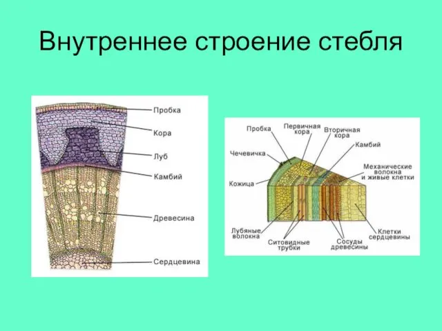 Внутреннее строение стебля