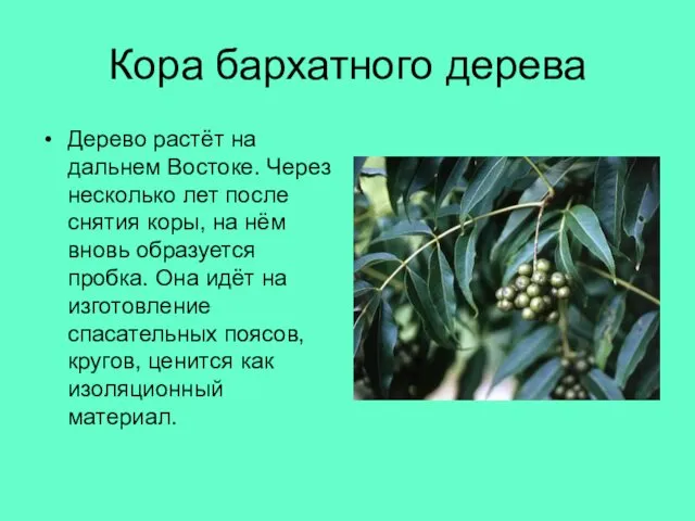 Кора бархатного дерева Дерево растёт на дальнем Востоке. Через несколько лет