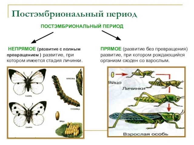 Постэмбриональный период НЕПРЯМОЕ (развитие с полным превращением ) развитие, при котором