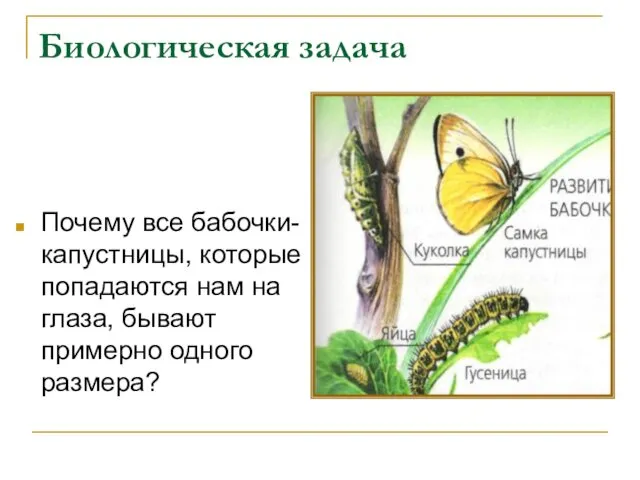 Биологическая задача Почему все бабочки-капустницы, которые попадаются нам на глаза, бывают примерно одного размера?