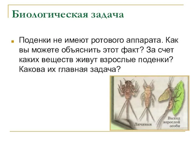 Биологическая задача Поденки не имеют ротового аппарата. Как вы можете объяснить