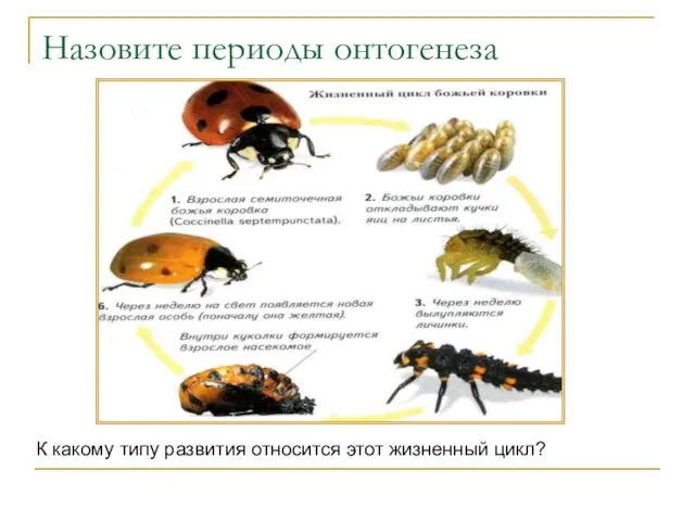 Назовите периоды онтогенеза К какому типу развития относится этот жизненный цикл?