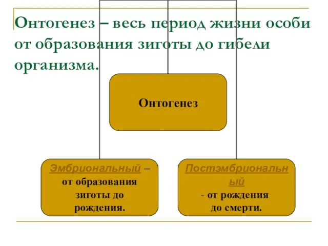 Онтогенез – весь период жизни особи от образования зиготы до гибели организма.