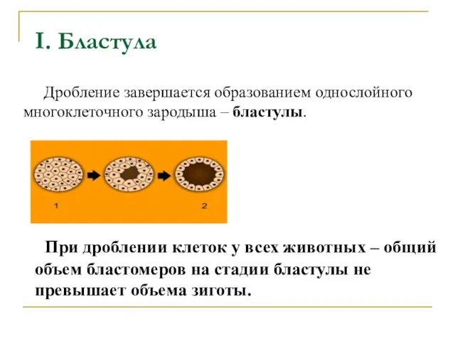 Дробление завершается образованием однослойного многоклеточного зародыша – бластулы. При дроблении клеток