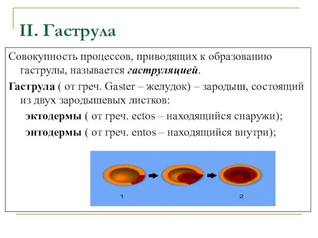 II. Гаструла Совокупность процессов, приводящих к образованию гаструлы, называется гаструляцией. Гаструла