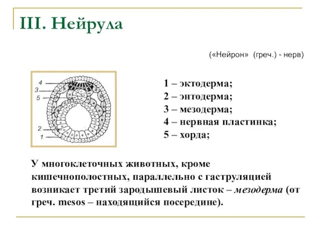 III. Нейрула У многоклеточных животных, кроме кишечнополостных, параллельно с гаструляцией возникает