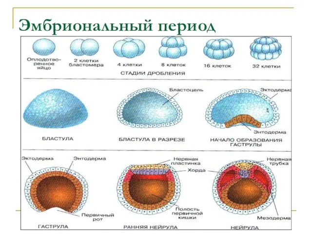 Эмбриональный период