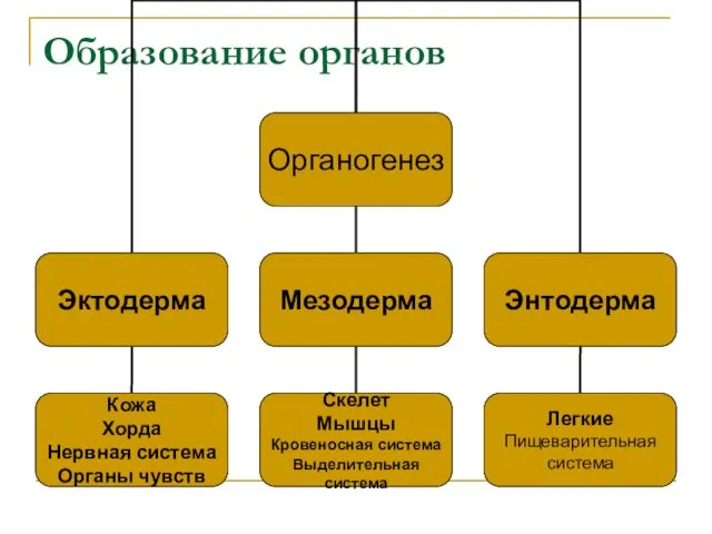 Образование органов