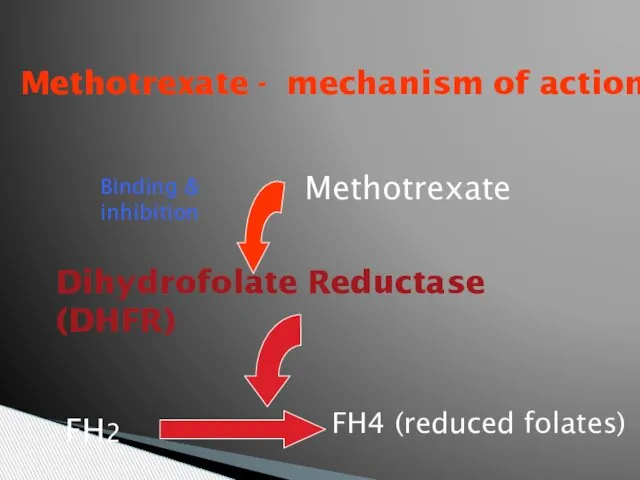 Methotrexate - mechanism of action Methotrexate Dihydrofolate Reductase (DHFR) Binding & inhibition FH2 FH4 (reduced folates)