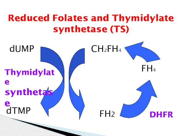 Reduced Folates and Thymidylate synthetase (TS)