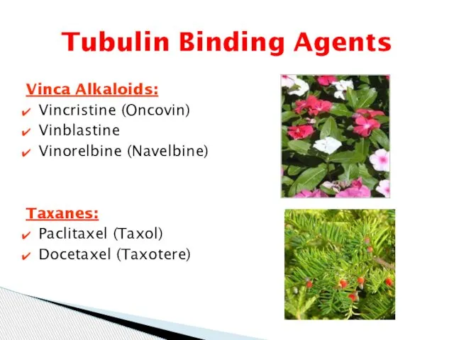 Tubulin Binding Agents Vinca Alkaloids: Vincristine (Oncovin) Vinblastine Vinorelbine (Navelbine) Taxanes: Paclitaxel (Taxol) Docetaxel (Taxotere)