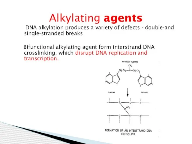 DNA alkylation produces a variety of defects - double-and single-stranded breaks