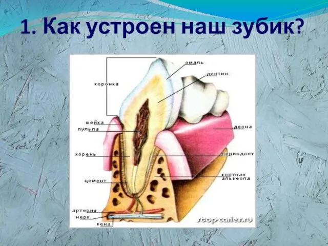 1. Как устроен наш зубик?