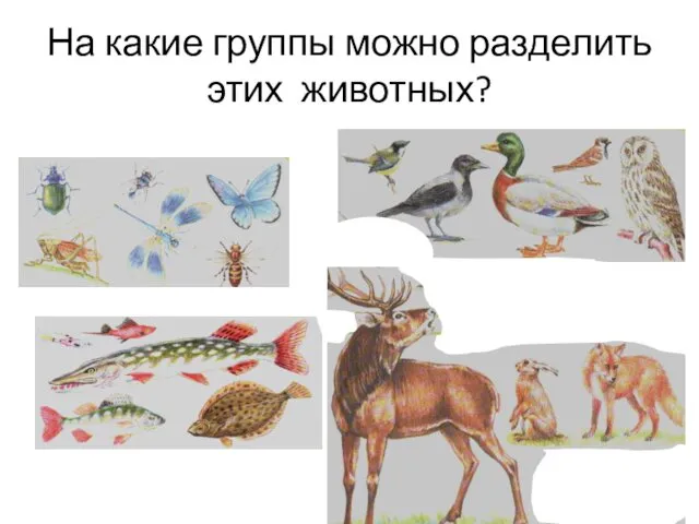 На какие группы можно разделить этих животных?