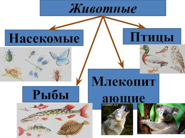 Животные Млекопитающие Птицы Насекомые Рыбы