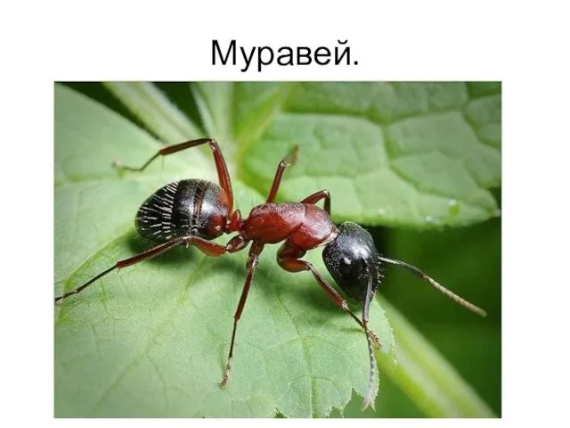 Муравей.