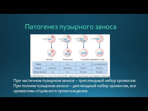 Патогенез пузырного заноса При частичном пузырном заносе – триплоидный набор хромосом.