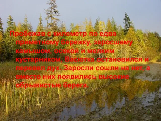 Пробежав с километр по едва приметному бережку, заросшему камышом, осокой и