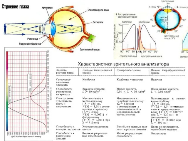 Характеристики зрительного анализатора