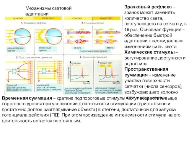 Механизмы световой адаптации Зрачковый рефлекс – зрачок может изменять количество света,