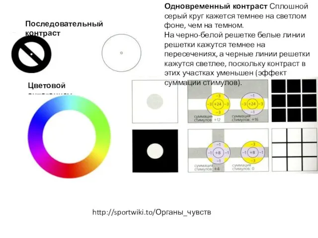 Последовательный контраст Одновременный контраст Сплошной серый круг кажется темнее на светлом