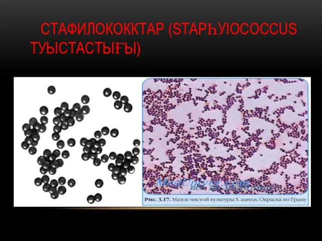 СТАФИЛОКОККТАР (STАРҺУІОСОССUS ТУЫСТАСТЫҒЫ)