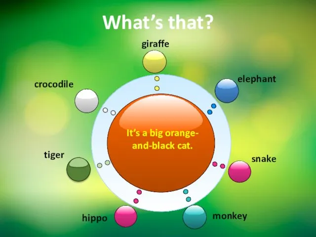 What’s that? It’s a big orange- and-black cat. giraffe snake elephant monkey crocodile tiger hippo