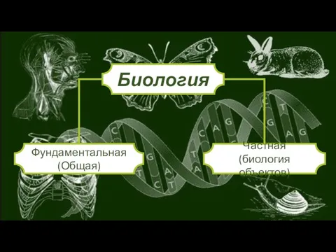 Биология Частная (биология объектов) Фундаментальная (Общая)