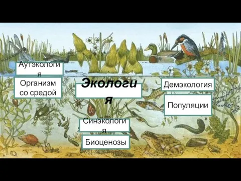 Экология Синэкология Аутэкология Демэкология Организм со средой Биоценозы Популяции