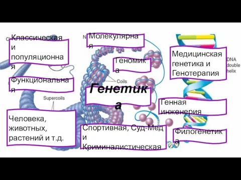 Генетика Молекулярная Классическая и популяционная Геномика Функциональная Человека, животных, растений и