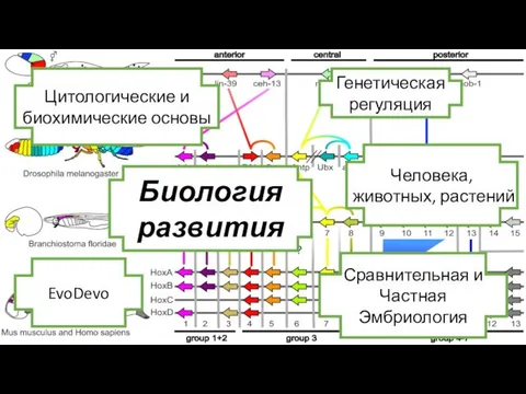 Биология развития Сравнительная и Частная Эмбриология EvoDevo Цитологические и биохимические основы Генетическая регуляция Человека, животных, растений