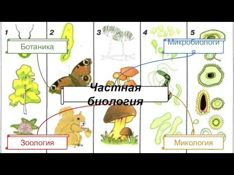 Частная биология Ботаника Зоология Микология Микробиология