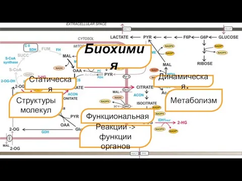 Биохимия Динамическая Функциональная Статическая Структуры молекул Метаболизм Реакции -> функции органов