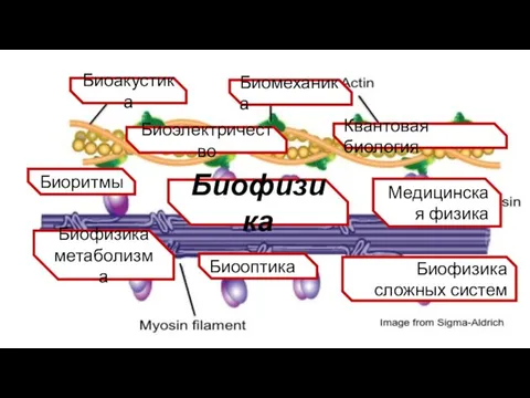 Биофизика Биофизика метаболизма Биоритмы Медицинская физика Биоэлектричество Биоакустика Квантовая биология Биофизика сложных систем Биооптика Биомеханика