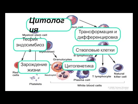 Цитология Зарождение жизни Цитогенетика Стволовые клетки Трансформация и дифференцировка Теория эндосимбиоза