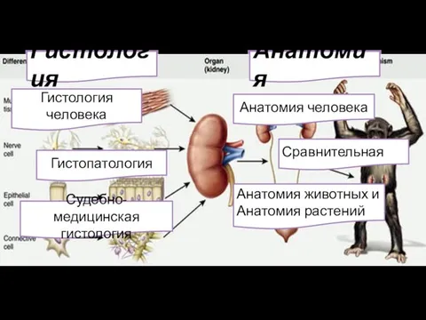 Гистология Анатомия Сравнительная Гистопатология Гистология человека Анатомия человека Анатомия животных и Анатомия растений Судебно-медицинская гистология