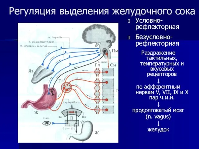 Регуляция выделения желудочного сока Условно-рефлекторная Безусловно-рефлекторная Раздражение тактильных, температурных и вкусовых