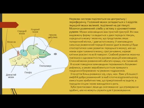 Нервова система поділяється на центральну і периферичну. Головний мозок складається з