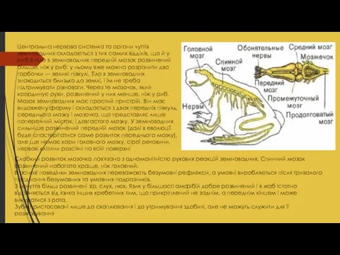 Центральна нервова система та органи чуттів земноводних складаються з тих самих