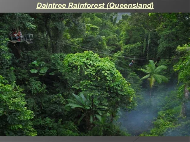 Daintree Rainforest (Queensland)