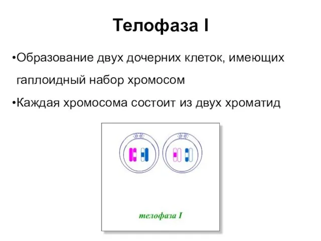 Телофаза I Образование двух дочерних клеток, имеющих гаплоидный набор хромосом Каждая хромосома состоит из двух хроматид