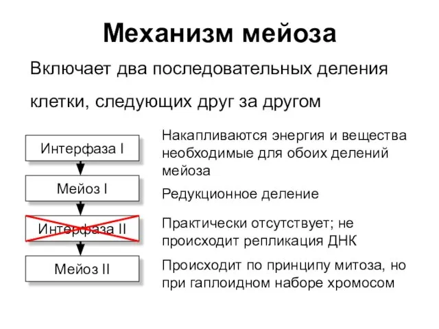 Механизм мейоза Включает два последовательных деления клетки, следующих друг за другом