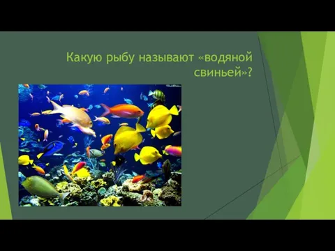 Какую рыбу называют «водяной свиньей»?