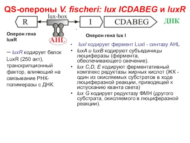 QS-опероны V. fischeri: lux ICDABEG и luxR luxI кодирует фермент LuxI