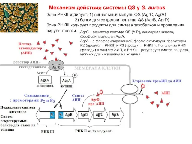 Механизм действия системы QS у S. aureus AgrC – рецептор пептида